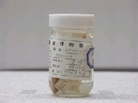 藏品(中華鰍)的圖片